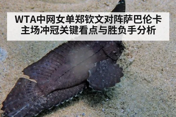 WTA中网女单郑钦文对阵萨巴伦卡主场冲冠关键看点与胜负手分析